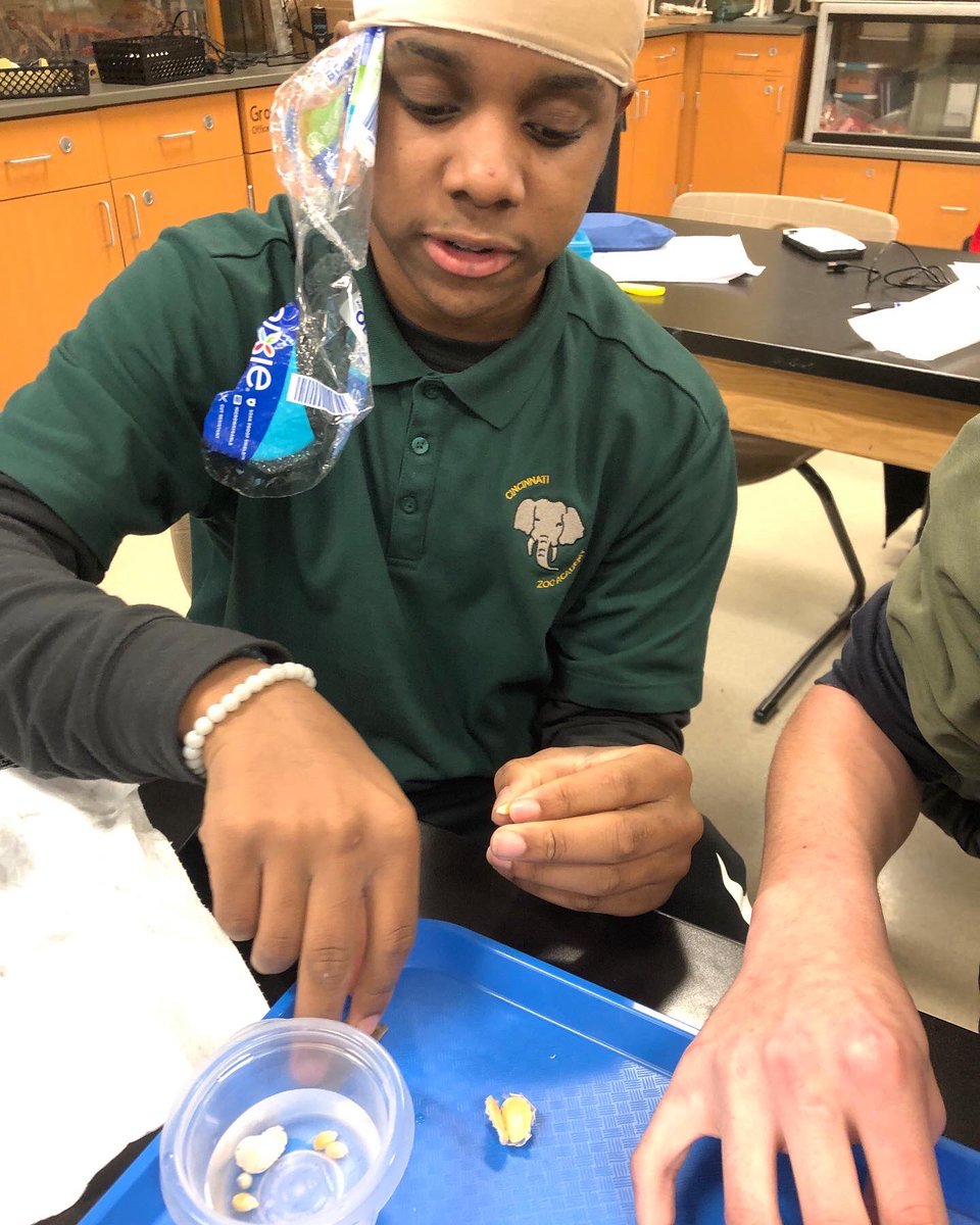 CPSHoward's tweet photo. Seniors demonstrating their brain knowledge. Juniors comparing different seeds inside and out! #zooacademyrocks #zooacademycps #iamcps #hughesstem https://t.co/51Nqo6ssjN