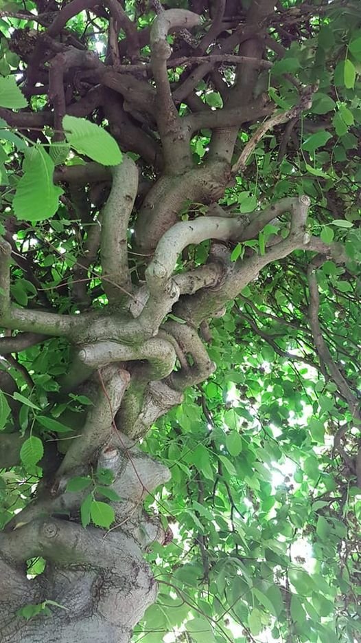 Entwined branches of an elm in my frontgarden in Venlo, the Netherlands.