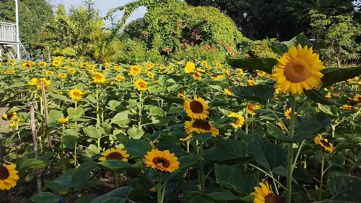 piaregion2's tweet photo. ANG BANGO-BANGO
ANG BANGO-BANGO
ANG BANGO-BANGO NG BULAKLAK! 🌼🌻

📌Paitan Flower Farm
     Paitan, Bayombong, Nueva Vizcaya

#NaturallyVibrantNuevaVizcaya 
#TWOrismoSaLambak #YourIslandsAndValleyOfFUN https://t.co/yCAlpyKKyS