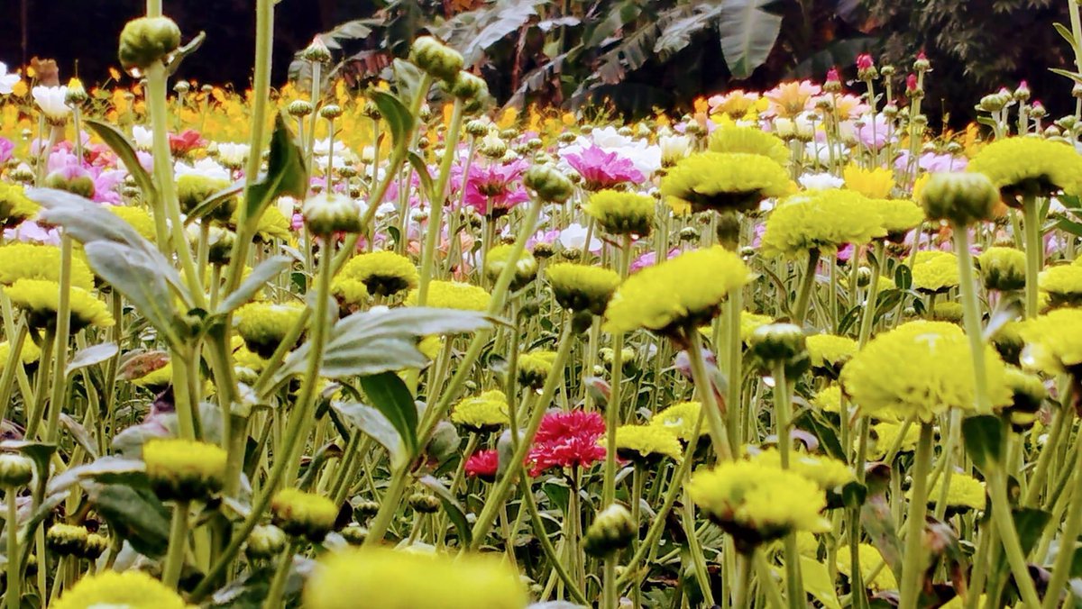piaregion2's tweet photo. ANG BANGO-BANGO
ANG BANGO-BANGO
ANG BANGO-BANGO NG BULAKLAK! 🌼🌻

📌Paitan Flower Farm
     Paitan, Bayombong, Nueva Vizcaya

#NaturallyVibrantNuevaVizcaya 
#TWOrismoSaLambak #YourIslandsAndValleyOfFUN https://t.co/yCAlpyKKyS