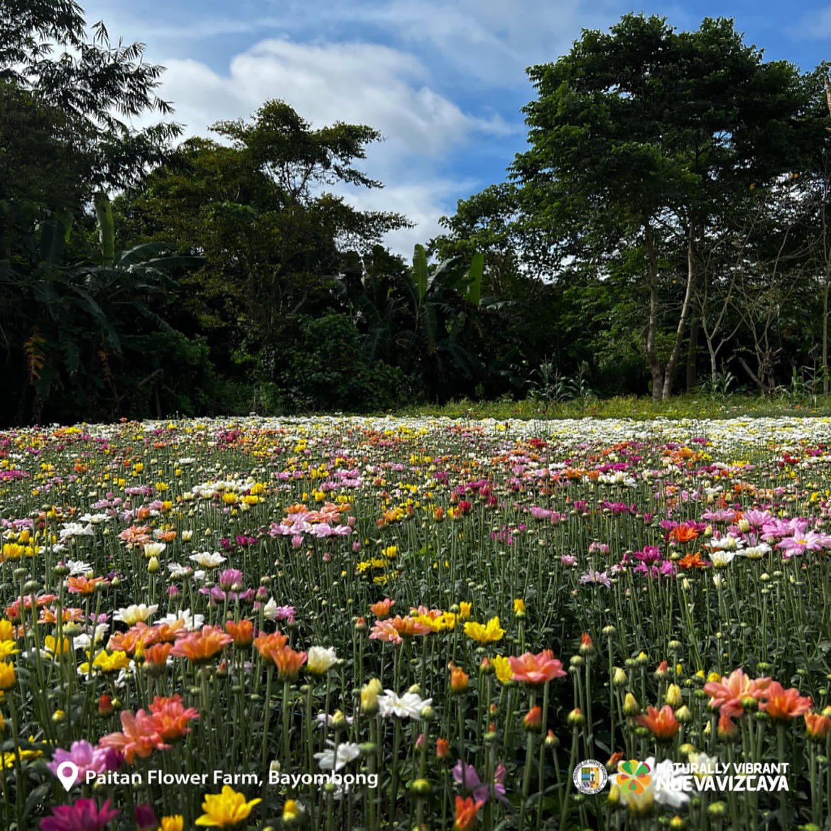 piaregion2's tweet photo. ANG BANGO-BANGO
ANG BANGO-BANGO
ANG BANGO-BANGO NG BULAKLAK! 🌼🌻

📌Paitan Flower Farm
     Paitan, Bayombong, Nueva Vizcaya

#NaturallyVibrantNuevaVizcaya 
#TWOrismoSaLambak #YourIslandsAndValleyOfFUN https://t.co/yCAlpyKKyS