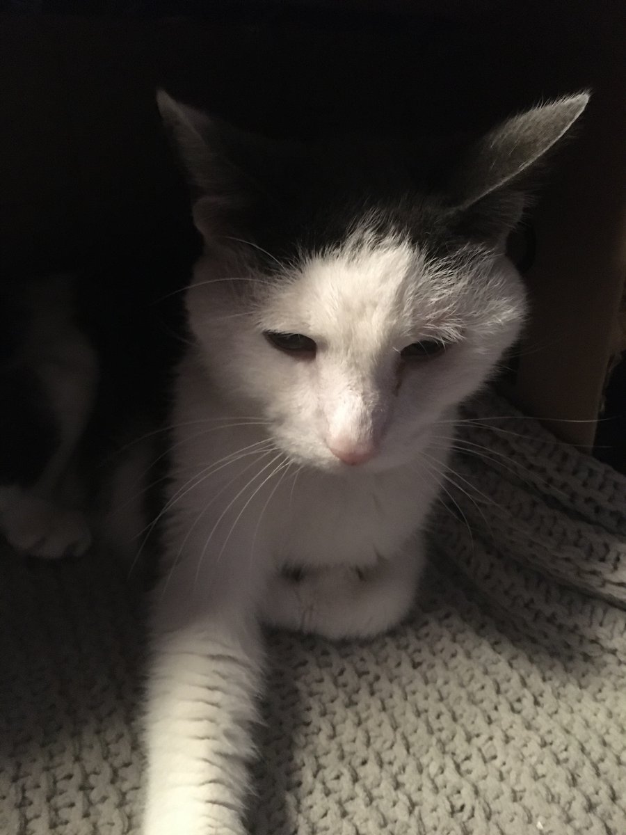 MsArwen_Stark's tweet photo. It’s #Caturday morning and I think dad has something planned. He brought the Kitty Carrier upstairs, which usually means a trip to the Alexandria Animal Hospital @VCAPetHealth (I think I’d better hide in my box for awhile).
#CatsOfTwitter #VCAPets https://t.co/J4E9r0MPxs