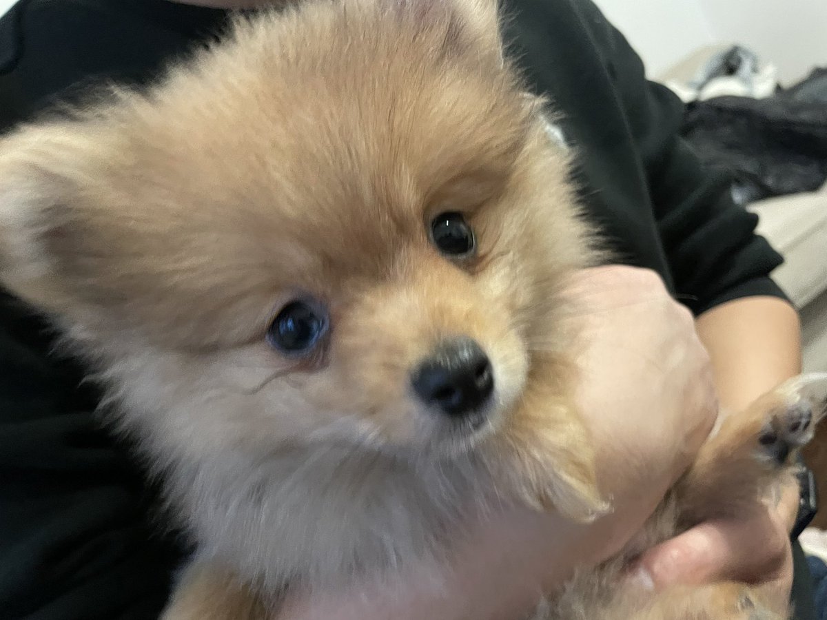 ポメラニアン　　2.5.9番 bc7b98c18e18b30c57abfaee245090