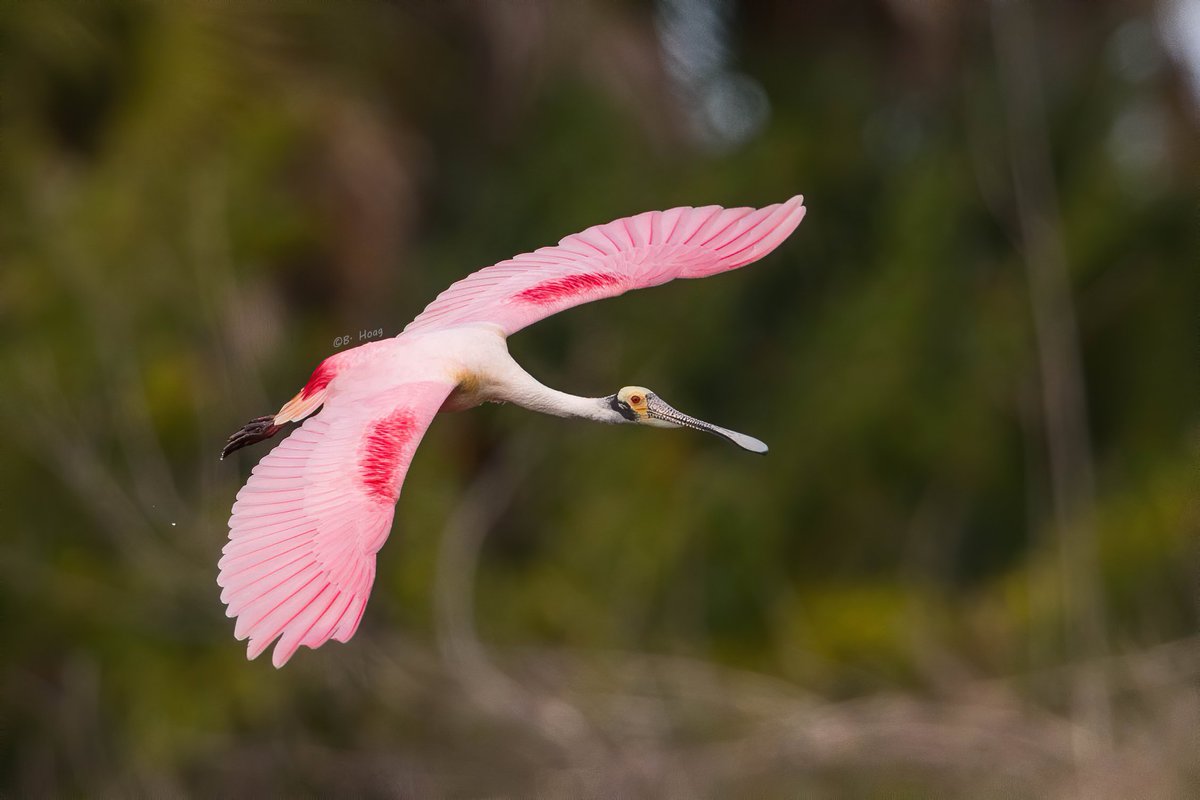 A Roseate Spoonbill gliding in for a landing.

#nature #twitterbirds #bird #birding #BBCWildlifePOTD #natgeowild
#birdsfeather #audubon #floridabirds 
#birdwatching #birdphotography