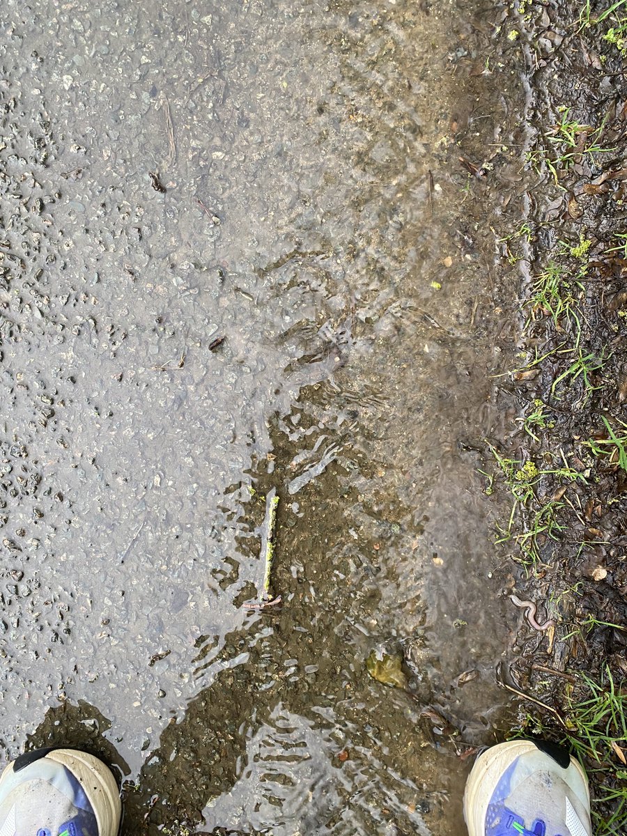 MrAgrologist's tweet image. A few years back, in wet winters, the water on the road coming into the village off the fields was full of soil.With a return to good farming practice by @Pxfarms the water,when it does come onto the road,is crystal clear. #goodfarming