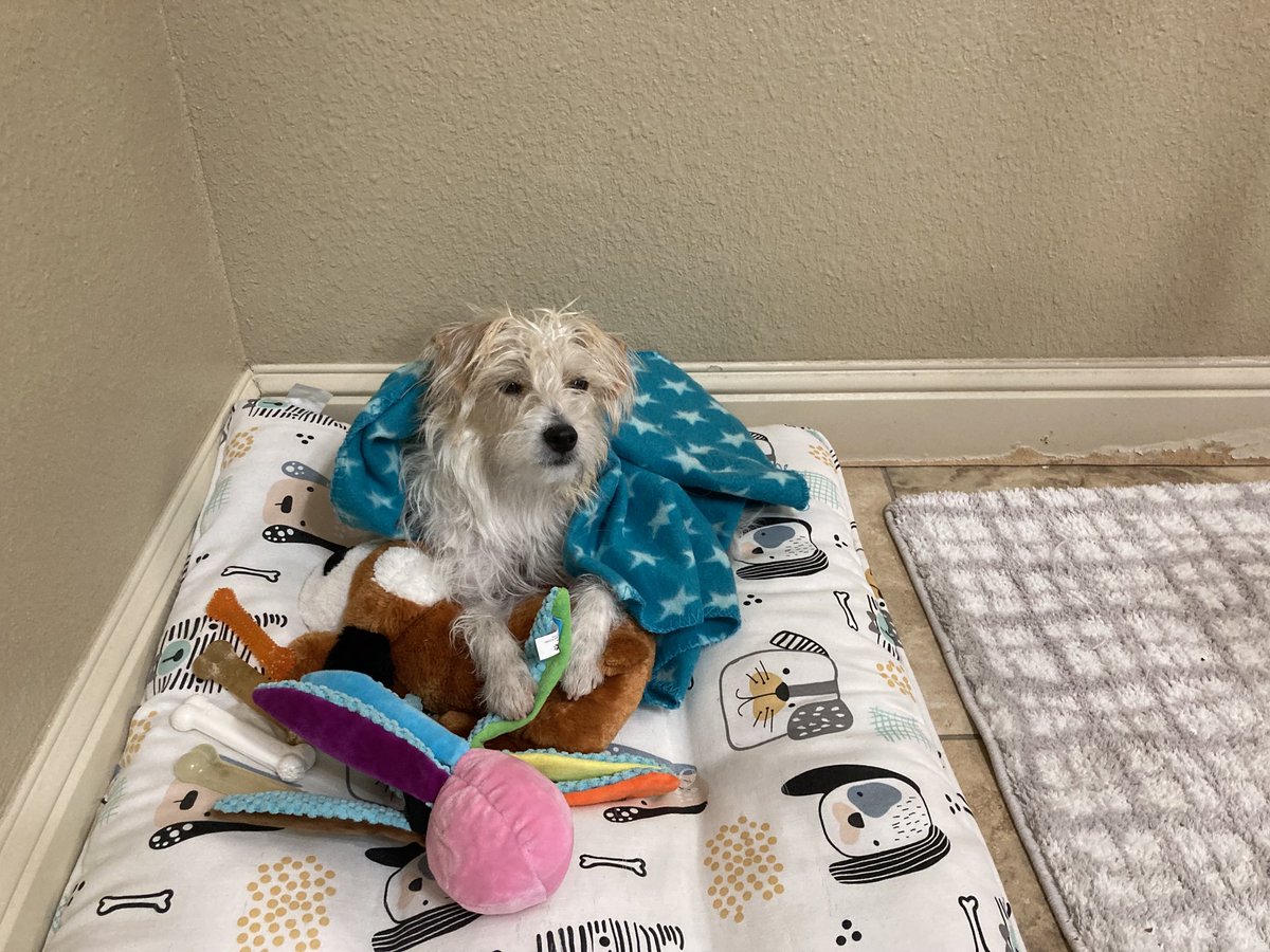 Good morning Pals. I’m just relaxing. #jack #zshq #theruffriderz