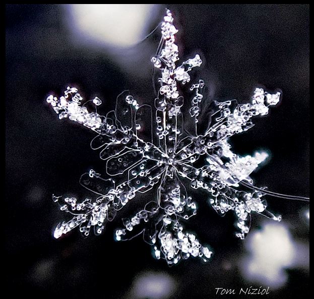TomNiziol's tweet photo. A few more #s now crystals for your viewing pleasure today. Still too much wind and too warm to get really good specimens, lots of riming as you can see in those little frozen droplets, but these are still "cool" :) #winter #nature #snowflakephotography https://t.co/K3FrWR9Tie