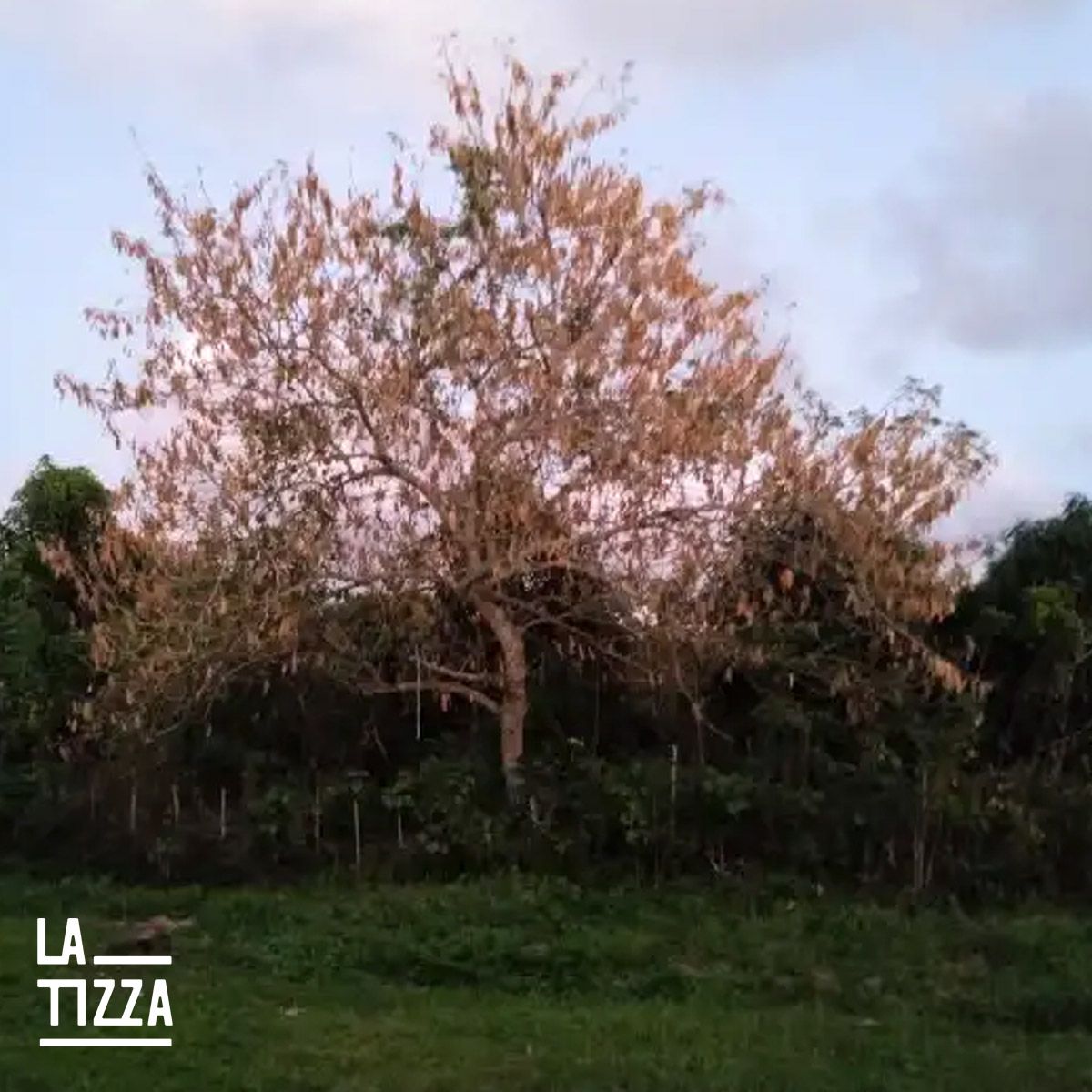 El pasado 30 de diciembre se cumplieron 100 años del natalicio de Haydee Santamaría. Revisa esta carta suya que publicamos hace unos días:«Abel no nos faltará jamás» cutt.ly/B2CCMO9