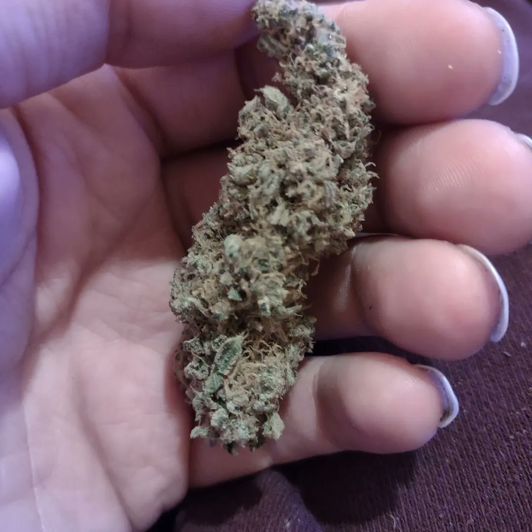 Brockly90's tweet photo. Pretty pink rose's getting cured up nicely she is smelling wonderful 😶‍🌫️ https://t.co/JWeqfaBHyZ