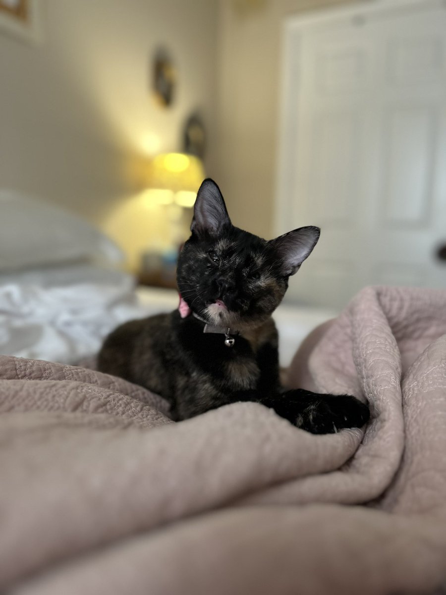 Thank goodness it’s #caturday! Maybe it’s because she’s mostly blind but Beans is ALWAYS looking for greebles 😂😵‍💫