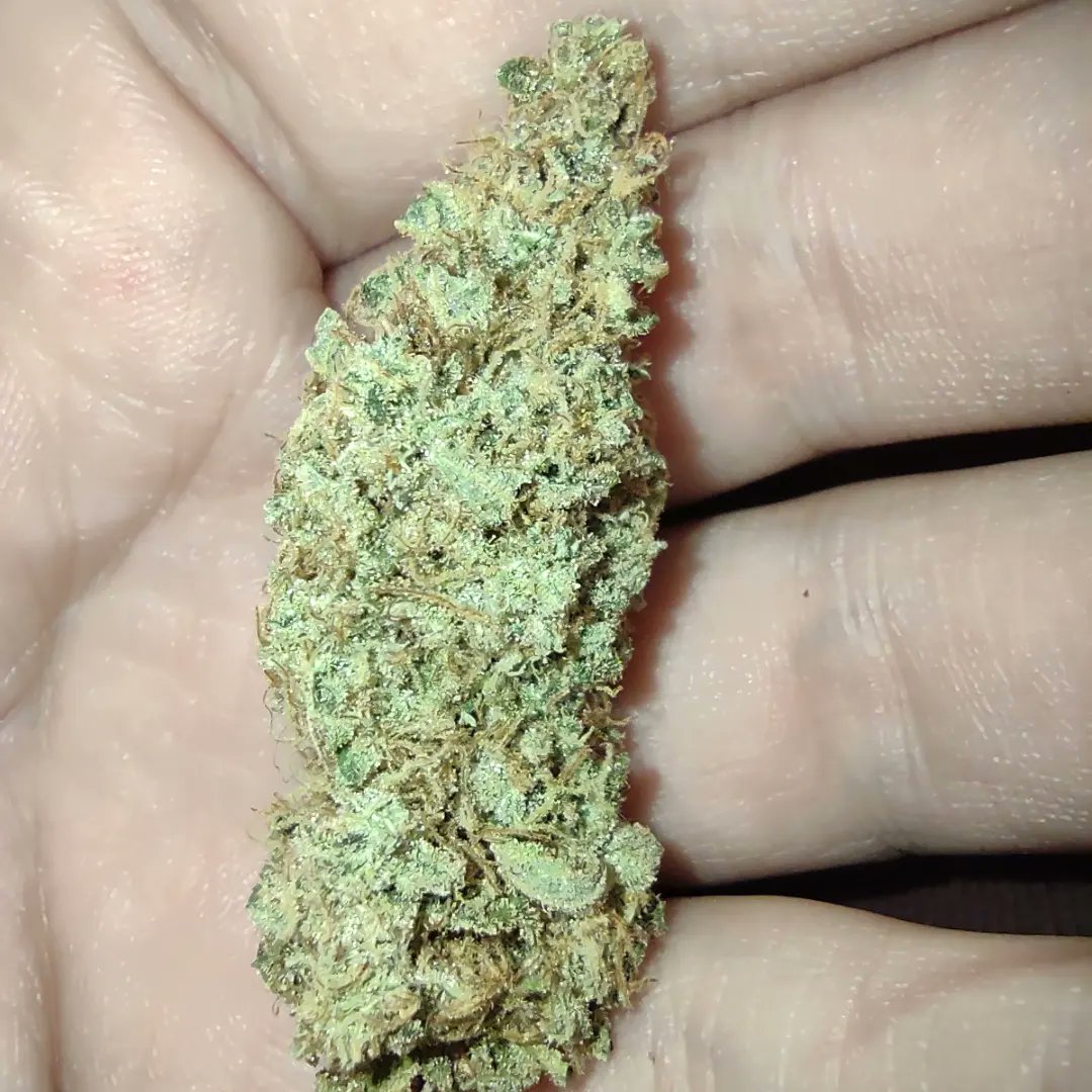 Brockly90's tweet photo. Pretty pink rose's getting cured up nicely she is smelling wonderful 😶‍🌫️ https://t.co/JWeqfaBHyZ