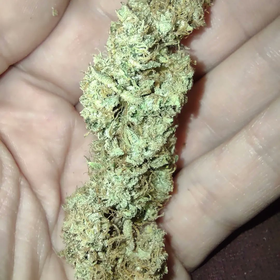 Brockly90's tweet photo. Pretty pink rose's getting cured up nicely she is smelling wonderful 😶‍🌫️ https://t.co/JWeqfaBHyZ