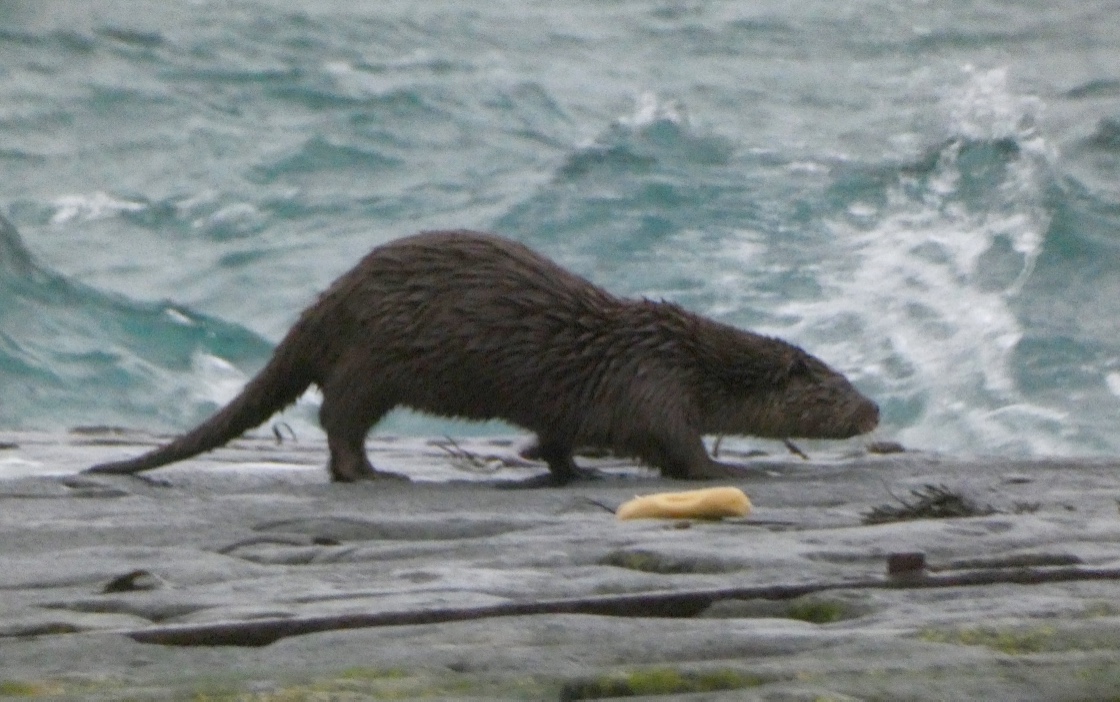 This young Otter joined me on the pier at Leebitton this afternoon, perhaps looking for its parents. Better still, you can listen to it here: xeno-canto.org/775457 @NatureInShet