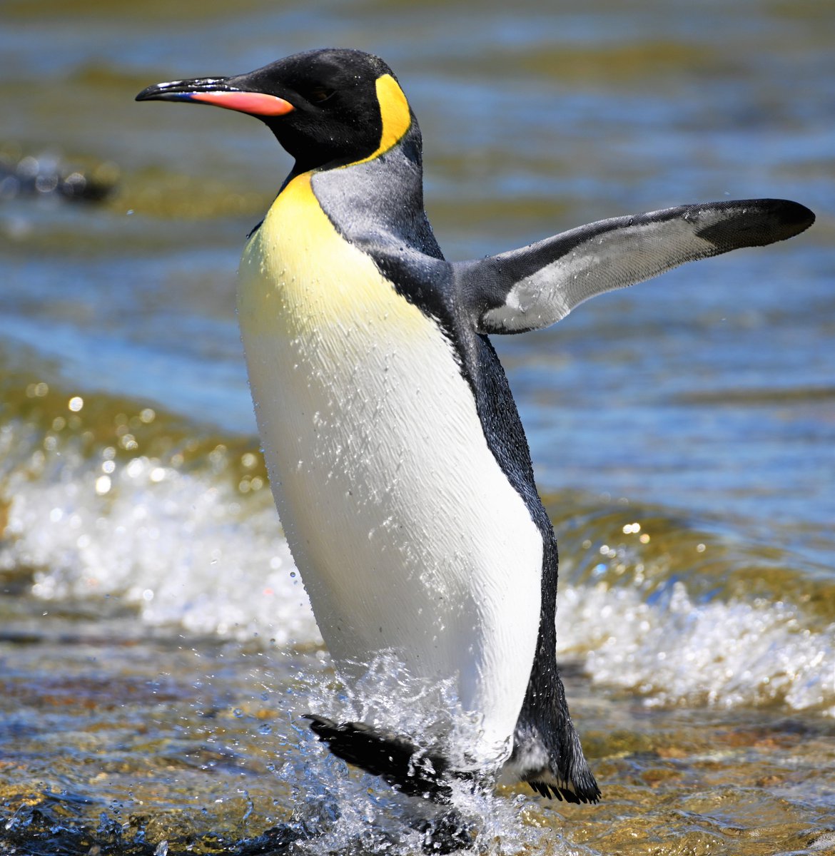 kelper60's tweet photo. #happyfeet #kingpenguin #falklandislands #volunteerpoint https://t.co/87k82z5GZQ