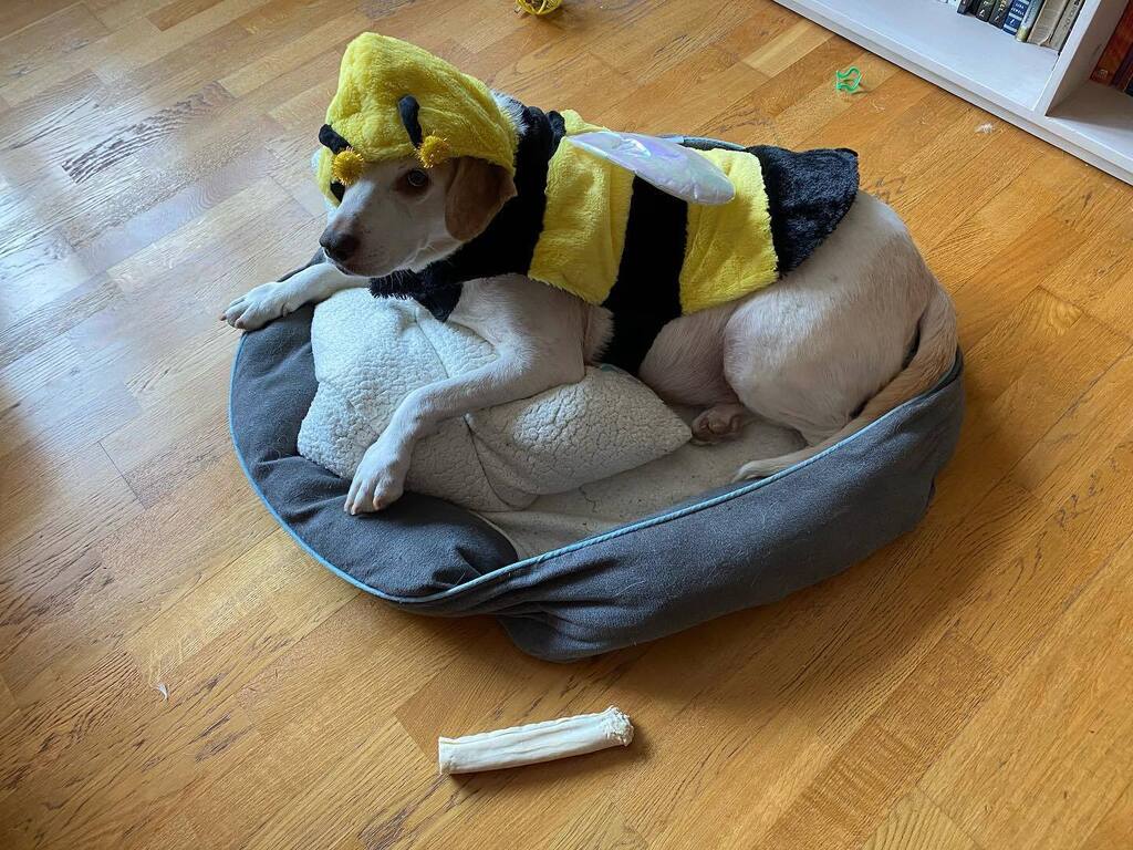 MisterBrainley's tweet photo. We made the terrible decision to euthanize Fry after weeks of rapidly declining health. He passed away at 11 am peacefully in his own home with the help of the amazing Dr. Viano. He was just shy of 15 years old.

We’re devastated but we’re also so grateful for the long and h… https://t.co/pAwJo98Rtq
