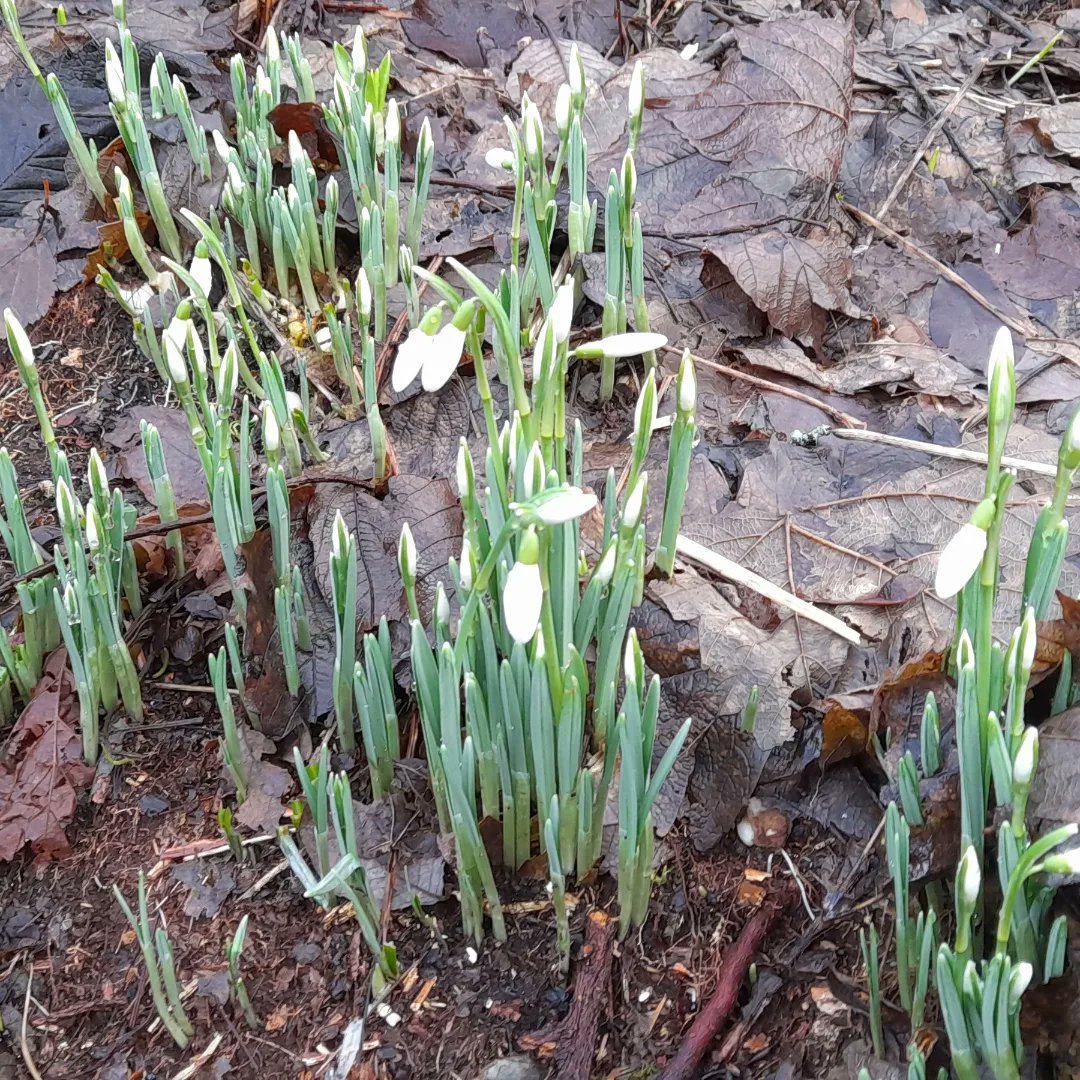 aquila_cic's tweet photo. It has turned into yet another soogy day here in #StFillans, but I managed a walk before the heavens opened and was happy to come across my first flowering #Snowdrops of 2023. Also saw some lovely little scarlet cups. 
#perthshire #WildFlower #RainyDay https://t.co/au79eNrKUi