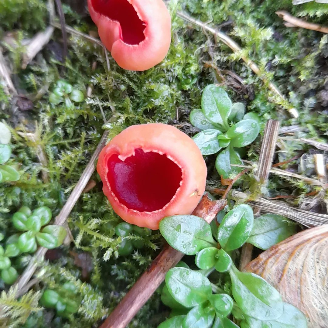 aquila_cic's tweet photo. It has turned into yet another soogy day here in #StFillans, but I managed a walk before the heavens opened and was happy to come across my first flowering #Snowdrops of 2023. Also saw some lovely little scarlet cups. 
#perthshire #WildFlower #RainyDay https://t.co/au79eNrKUi
