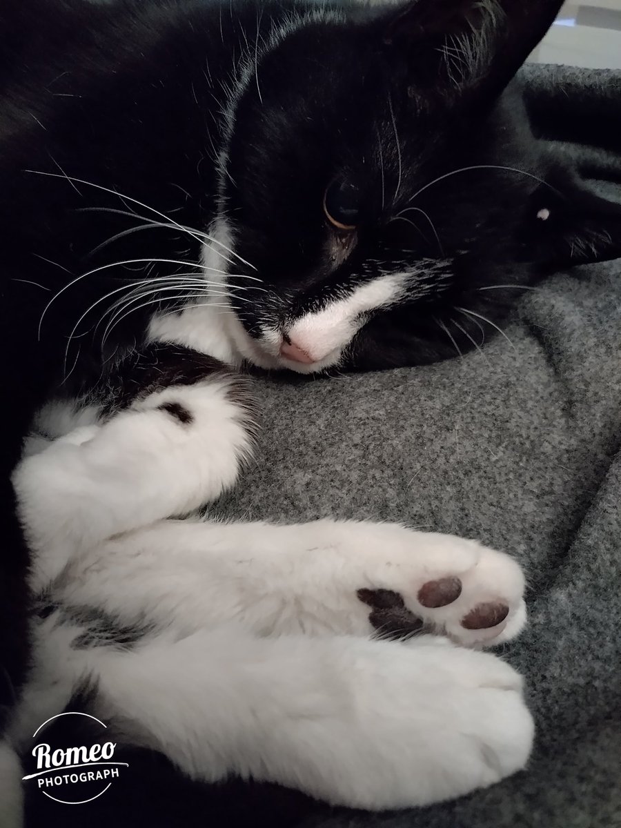 RomeoRommiePomp's tweet photo. Romeo wishes everyone on Twitter a happy #Caturday! I'm spending mine in my favourite spot on the sofa...#SuperSeniorCatsClub #CatsOfTwitter #SofaSnoozing #Solensia π½ππββ¬β€οΈπβ€οΈ https://t.co/5SbRQVMivg