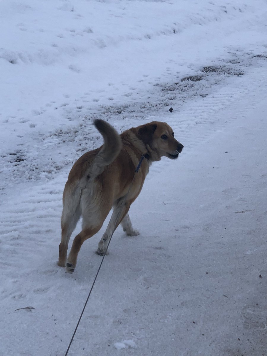 OlsonKerry96's tweet photo. Fresh air 4K walk with a partner and making a happy doggie 
#nwsdfit https://t.co/0KeuMjkVCx