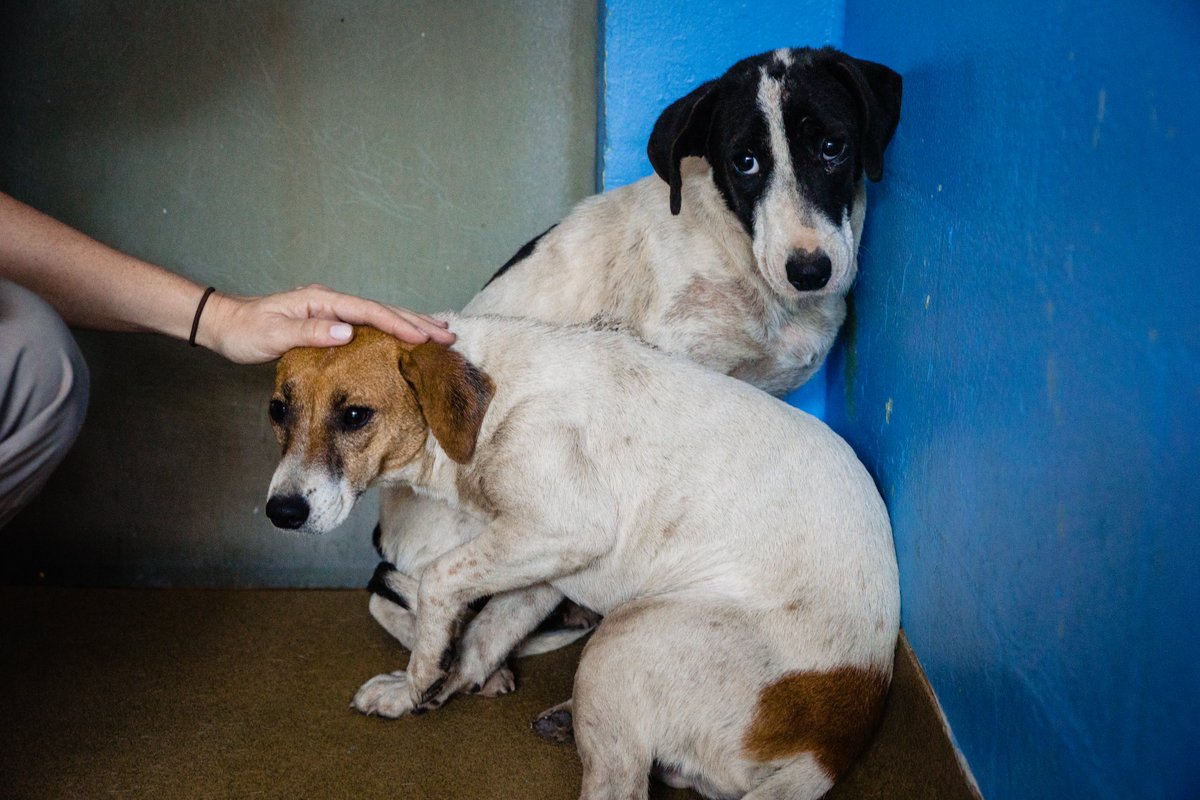 OCAS_Orlando's tweet photo. A few days ago, we shared a heartbreaking post about 17 dogs that were surrendered from a single household. Of those 17, three have already found new homes. The ones still left are fearful and extremely unsocialized, and in need of good homes. https://t.co/YE1gDCaAWt