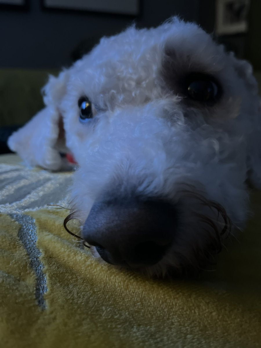 Sidney says ‘boop’! 👈🏻