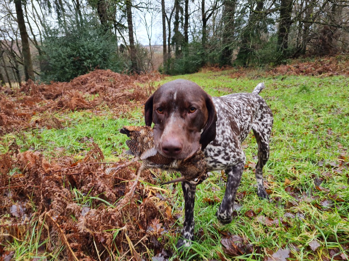fbuner's tweet photo. Went beating on a properly-run wild bird shoot with my #GSP today: small bag, no birds released, habitat well managed. This retrieve made my day. #gundog #pointingdog #Pointer https://t.co/XRu7eRitGC