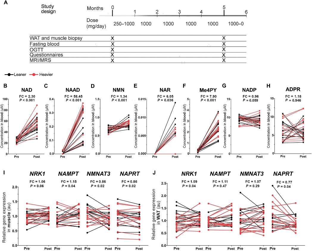 agingdoc1's tweet photo. Nicotinamide riboside improves muscle mitochondrial biogenesis, satellite cell differentiation, and gut microbiota in a twin study

@DrPietilainen, @pirinenlab &amp; coauthors

https://t.co/f6ohk9NwoQ

@ScienceAdvances https://t.co/gaXVTnVbr7