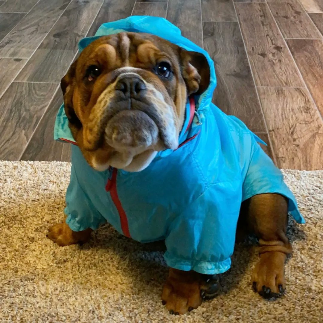 Today is Dress Up Your Pet Day! Here’s a throwback of Mack Truck. 

If you are a real estate agent interested in how to better serve your dog-loving clients, learn how to become a Pet-Friendly Real Estate Agent!

Visit buff.ly/3j8AdES to learn more.