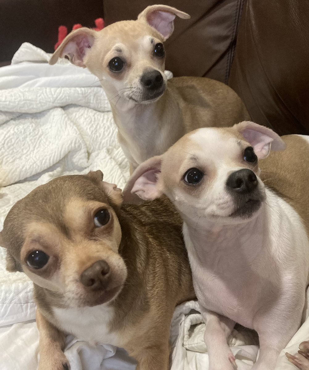 Weatherman Odie here to report the forecast: Today will consist of rain showers. So Chica,LucyBelle and I will be watching our favorite cartoon “Scooby Doo”. We are watching for tips how to catch zombies 🧟‍♂️ What is your favorite cartoon? #dog #dogsoftwitter #dogs #ZSHQ