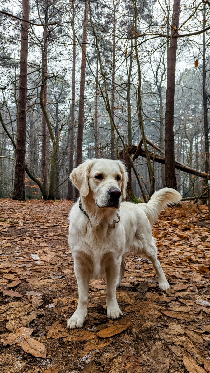 digitalmutton's tweet photo. @7Summits2015 @GoldretrieverUS Golden saying hello from the forest. https://t.co/JzcJDpo2mO
