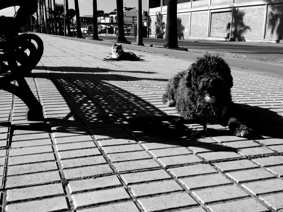 alayos61's tweet photo. Control de impulsos..
Cuando mantener la compostura se hace difícil...
(c) Eloy
#pdae #waterdog #perrodeagua #pentaxqs1 #01lens https://t.co/NaneUgrRt4