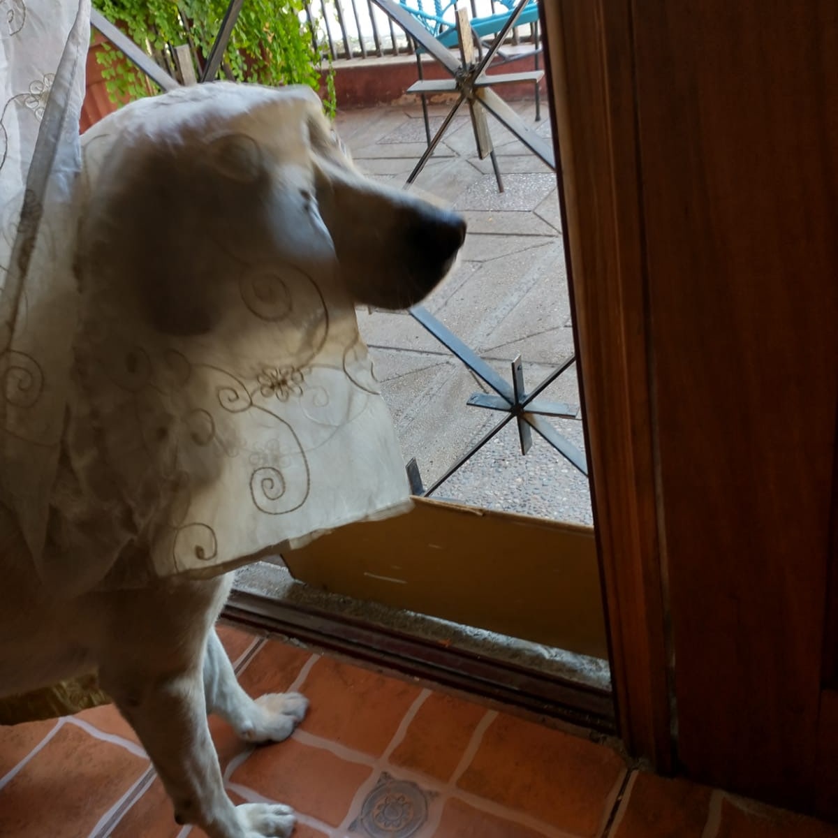 profelopezp's tweet photo. Al perrito #Awkan le dio por experimentar el cuidado casero con camuflaje:
- Foto 1 "Camuflaje"
- Foto 2 "Nadie me ve"
- Foto 3 "Me pillaron"
- Foto 4 "Ya, tómame una foto así casual" https://t.co/TfSTR7rvfn