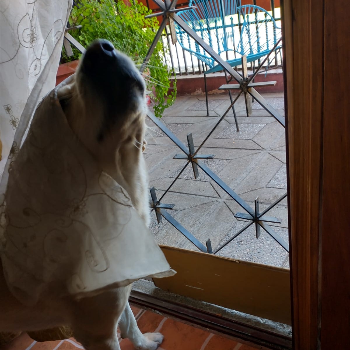 profelopezp's tweet photo. Al perrito #Awkan le dio por experimentar el cuidado casero con camuflaje:
- Foto 1 "Camuflaje"
- Foto 2 "Nadie me ve"
- Foto 3 "Me pillaron"
- Foto 4 "Ya, tómame una foto así casual" https://t.co/TfSTR7rvfn