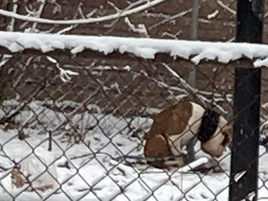 chase_houletv's tweet photo. ‼️GRAPHIC: I was sent these images of a dog, that a person says has been beaten over the last couple days &amp; that appears to have a swollen head from being abused. The man who allegedly did this, was charged with animal abuse in March. https://t.co/Brpa5PIVf3
