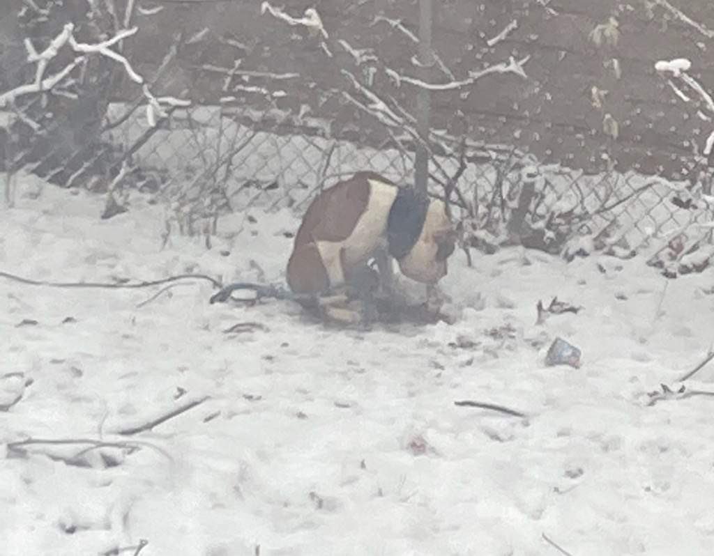 chase_houletv's tweet photo. ‼️GRAPHIC: I was sent these images of a dog, that a person says has been beaten over the last couple days &amp; that appears to have a swollen head from being abused. The man who allegedly did this, was charged with animal abuse in March. https://t.co/Brpa5PIVf3