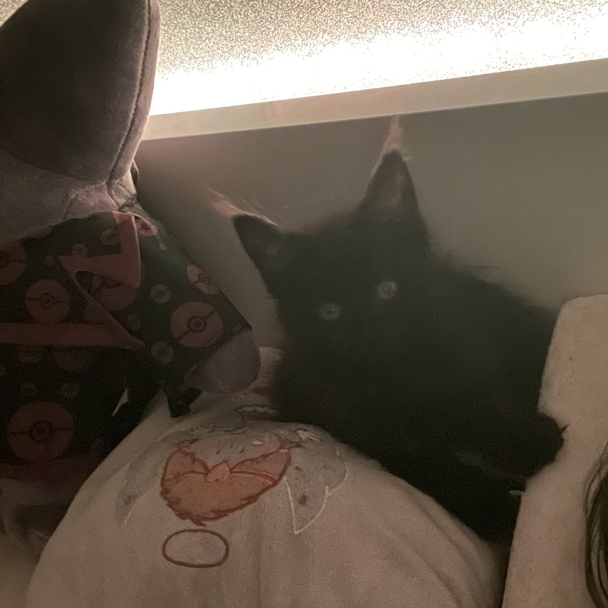 Nihachu's tweet photo. My new kitten https://t.co/LVPetSkK0M