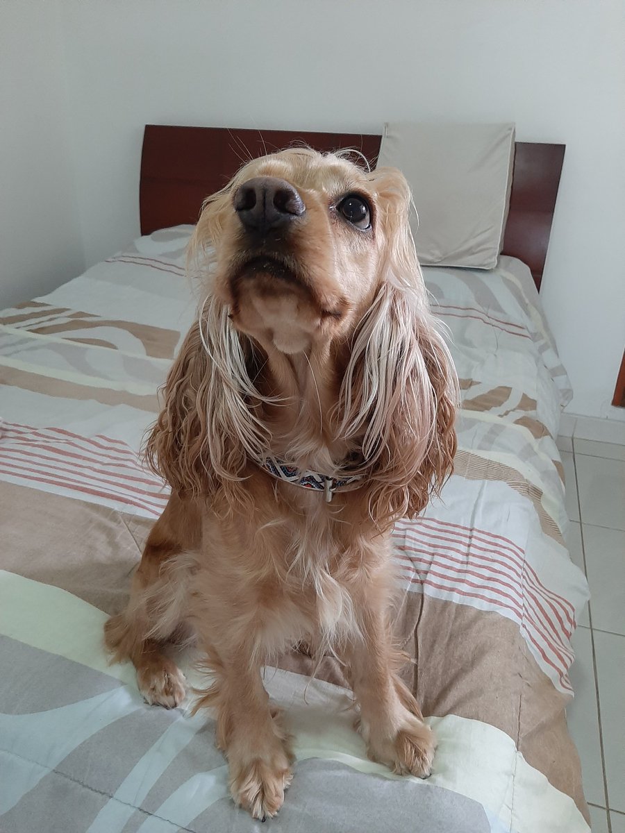 PaulaCharryL's tweet photo. Soy un amor 🥰 https://t.co/eKQ7TKFOJU