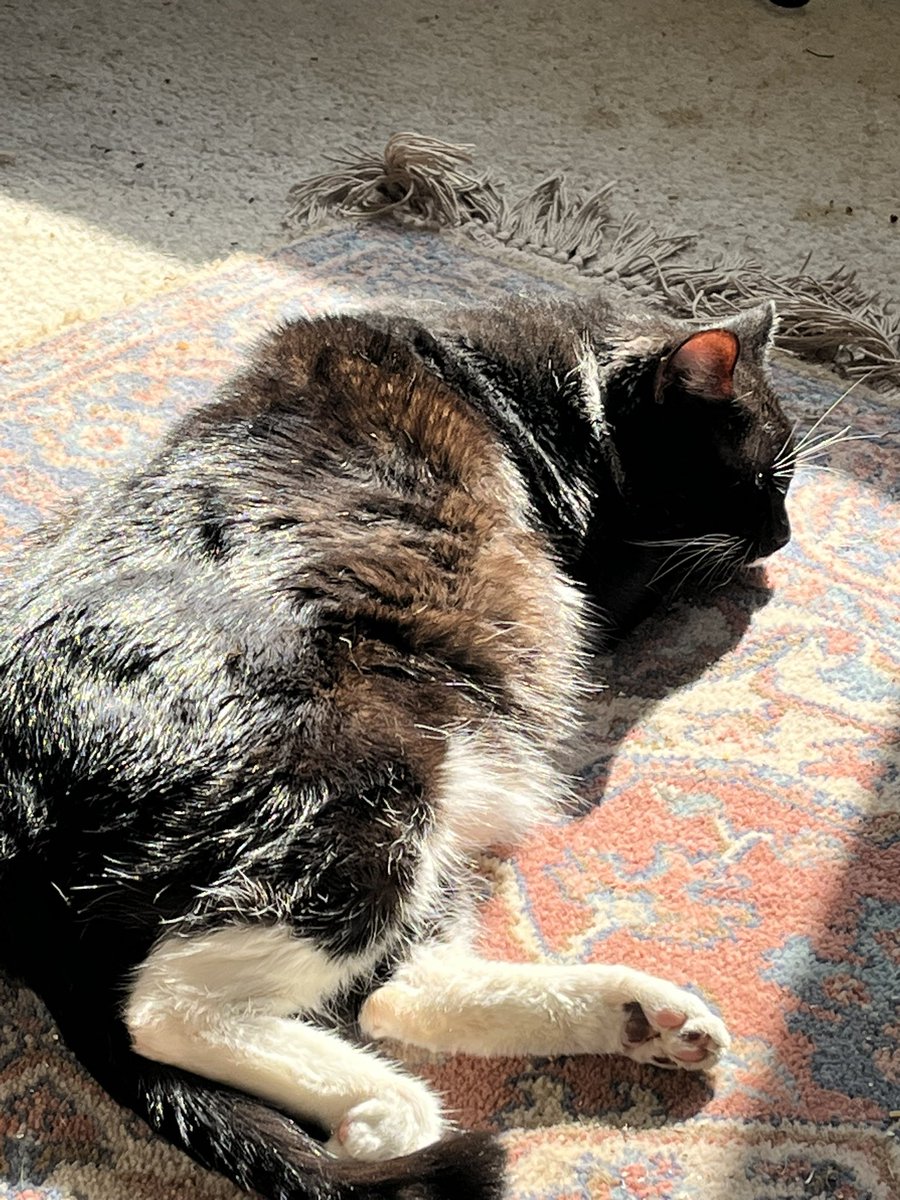 Epoch The Cat tweet media