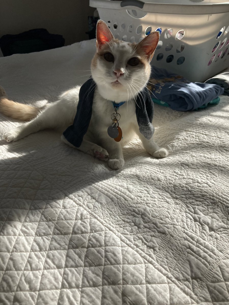 Aaaaaaagh! What’s with the socks?!?!😹😸😹