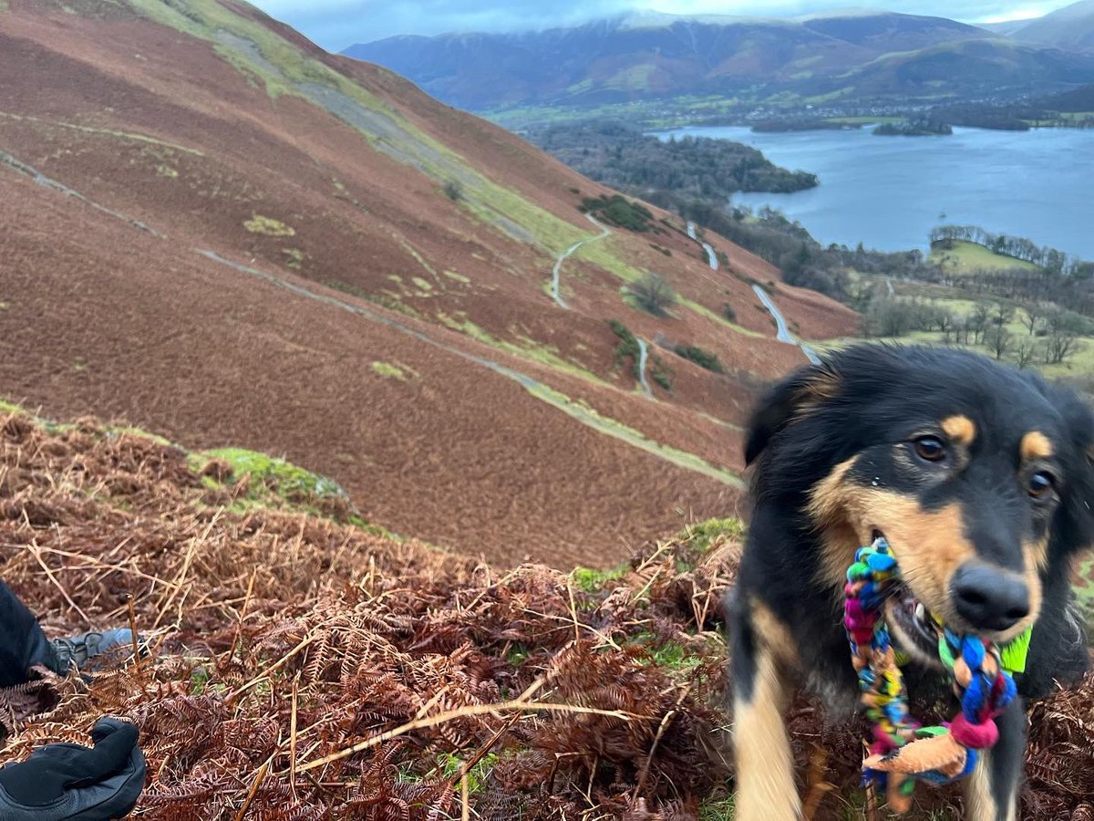 DogBramble's tweet photo. This is my #happyface. The face of having found a #dogsbody. The face of having climbed a crag to find the body. The face of having had to give lots of encouragement to the boss to follow me up the crag. #teamwork #hurryupdad #onemanandhisdog @MRSearchDogsEng @NNPMRT https://t.co/7kXSOGnouT