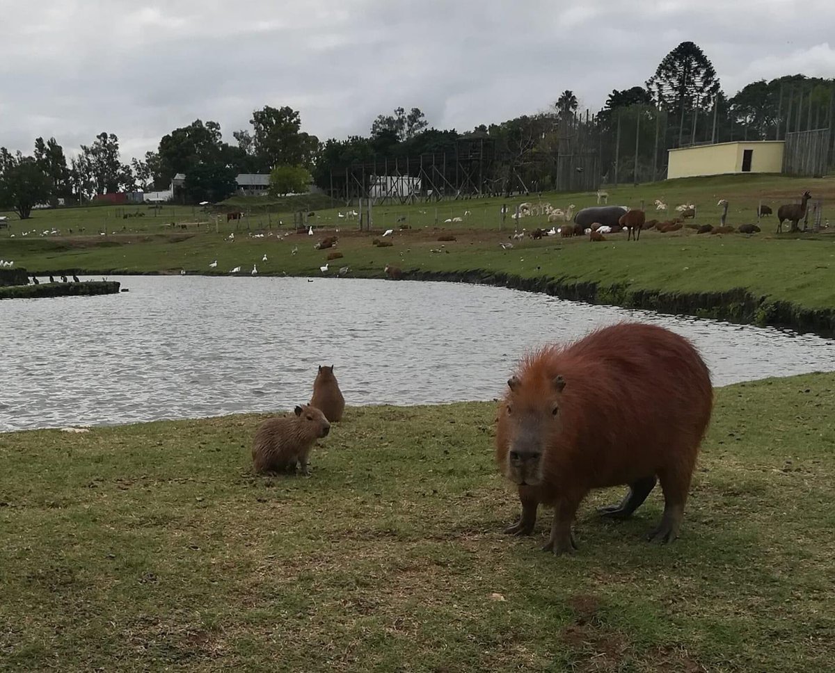 CAPYBARA MAN tweet media