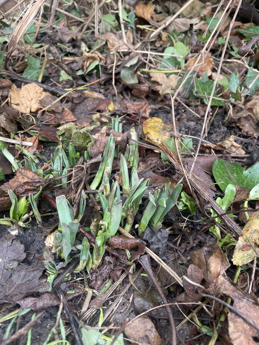 DervilaKelly's tweet photo. Seeking signs of growth #NewShoots #RaspberryBush #Daffodils https://t.co/JA4AWzh6om