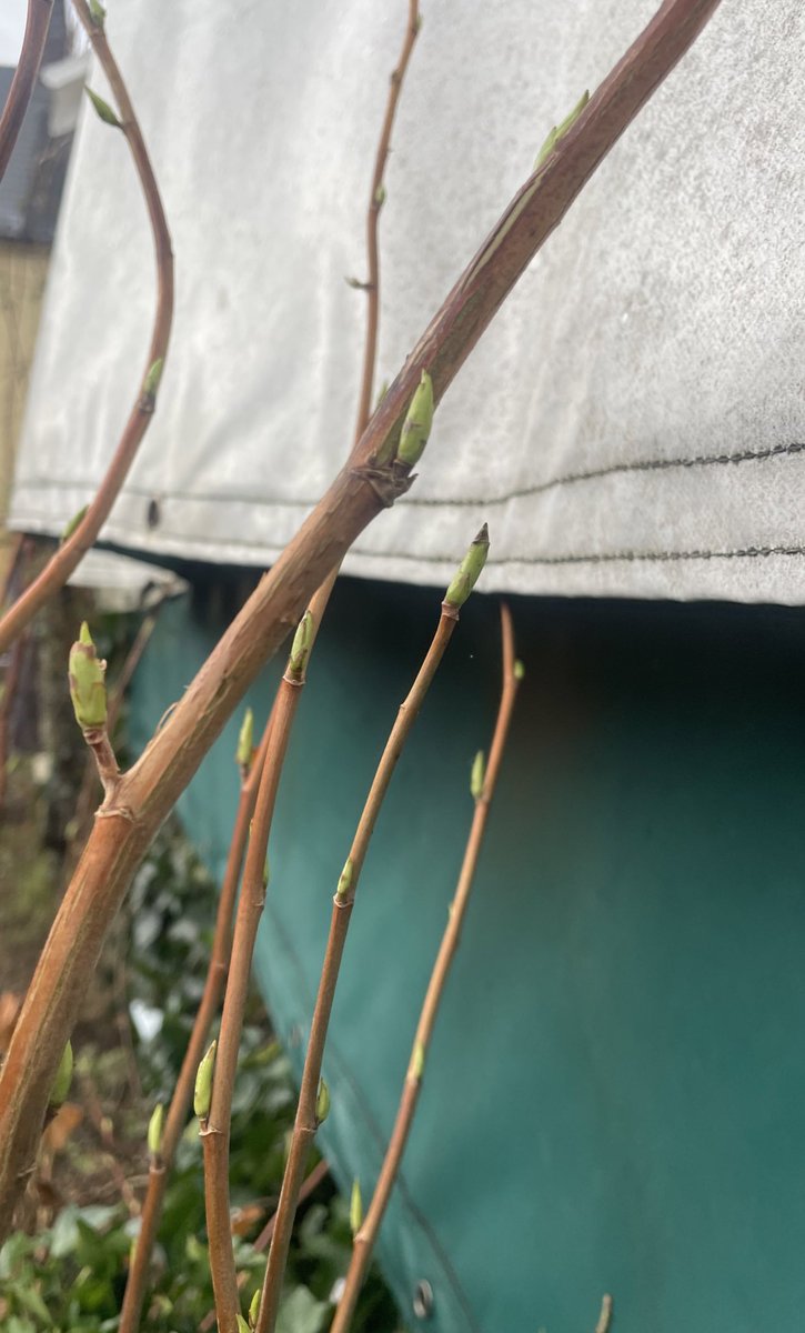 DervilaKelly's tweet photo. Seeking signs of growth #NewShoots #RaspberryBush #Daffodils https://t.co/JA4AWzh6om