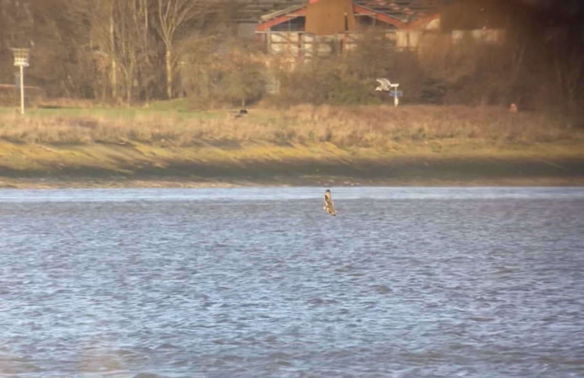 daveliverbirder's tweet photo. Windy #patchbirding 5 Greylag, โ๏ธSmew (#patchlifer), 50 Grey, 200 Golden Plover, Green Sand, 2 GWE, 3 Marsh Harrier, 5+ SEO, Merlin, Cettiโs, 6 Stonechat, Twite, Redpoll #LocalBigYear Dead porpoise primed and ready for the impending Ivory Gull nowโฆ๐ค https://t.co/wvnY9CRGB5