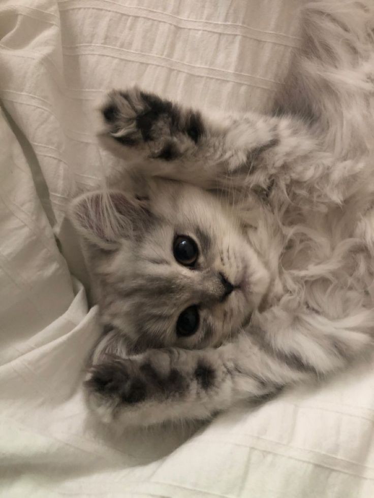 Chica_perfectaa's tweet photo. Ustedes elijan Firulais 🐶 o Michis🐱? https://t.co/TxyEFjq25B