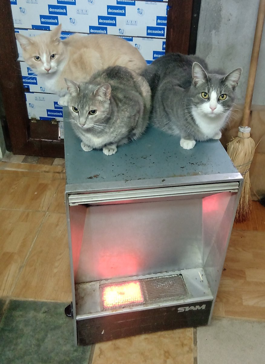 FundadrHumberto's tweet image. NUNCA #COMPRES #adoptables #adoptaunperroabandonado 
#AdoptaUnGato #ADOPTA