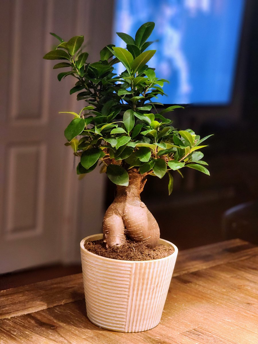 🔴 Oyez Oyez!

I am very proud to say that I, at age 33, am now the proud owner of a #FicusMicrocarpa (yes, I know the name!) or more commenly known as 'A #Bonsaï for the noobs'!

Thank you for everyone who's ever believed in me! I will not let you down!

PS: Yes, I see it too!