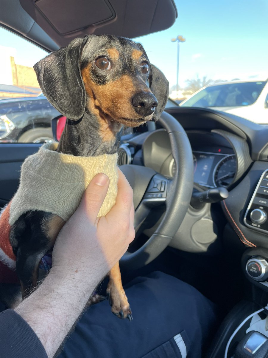 kaitlineakes's tweet photo. Molly the dachshund 💖 #dog #DogsOnTwitter #dachshund #weeniedog #puppy https://t.co/ZJ0CmbJ51r
