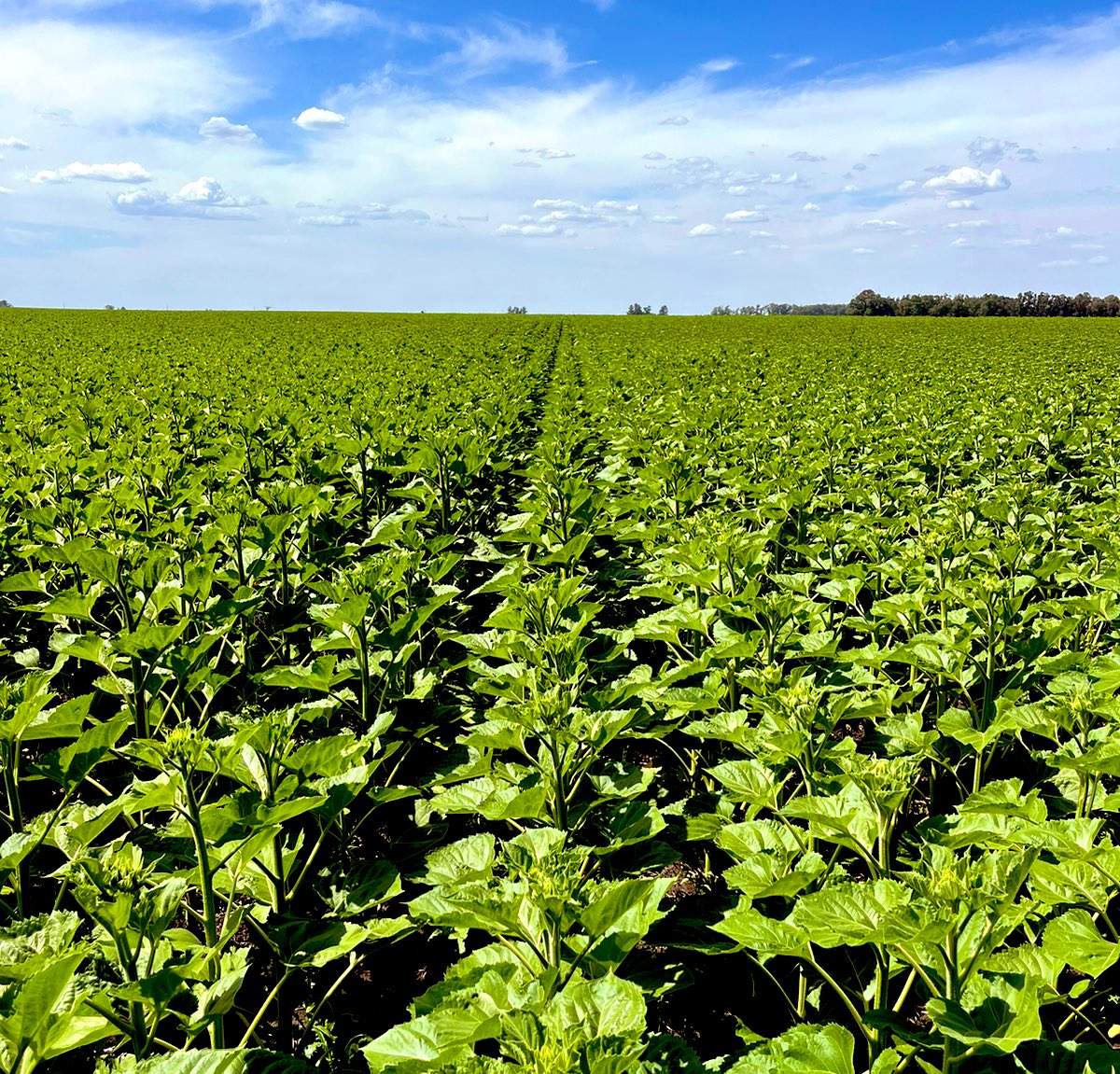 Bumper Crop tweet media