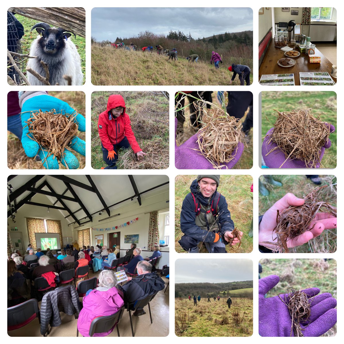 Devon Harvest Mouse tweet media